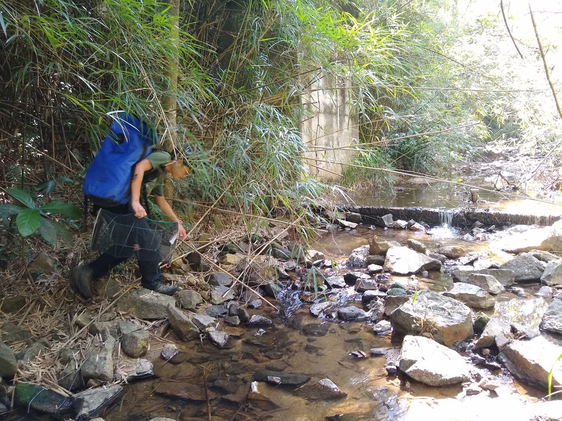 Trapping method: Researchers climb and wade through rocky streams to put out traps, then return the next day to collect them. Sadly, the success rate can be low.